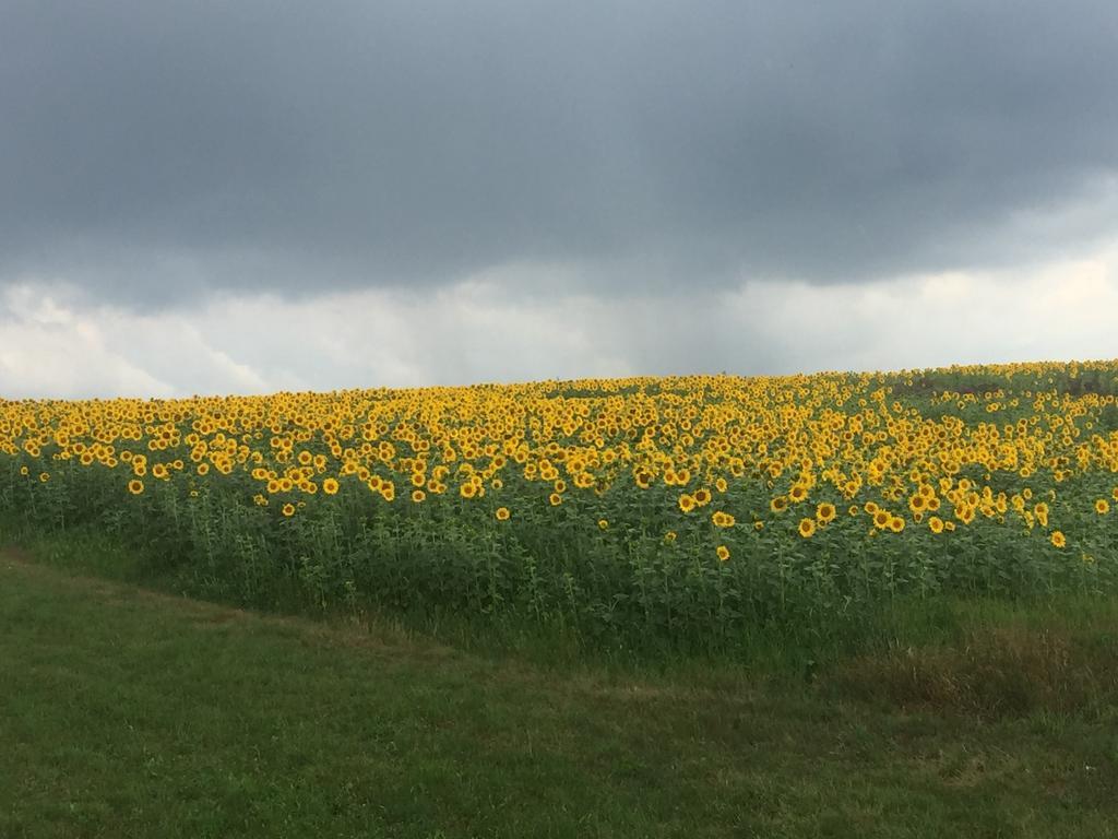 Ferienwohnungen Koessl Waidhofen an der Ybbs Buitenkant foto
