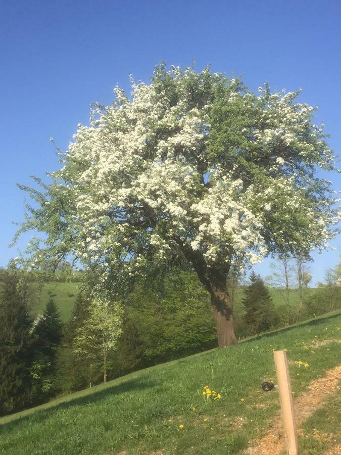 Ferienwohnungen Koessl Waidhofen an der Ybbs Buitenkant foto
